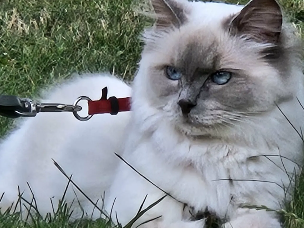 Billede 1 - Ragdoll pige