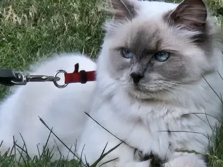 Ragdoll pige