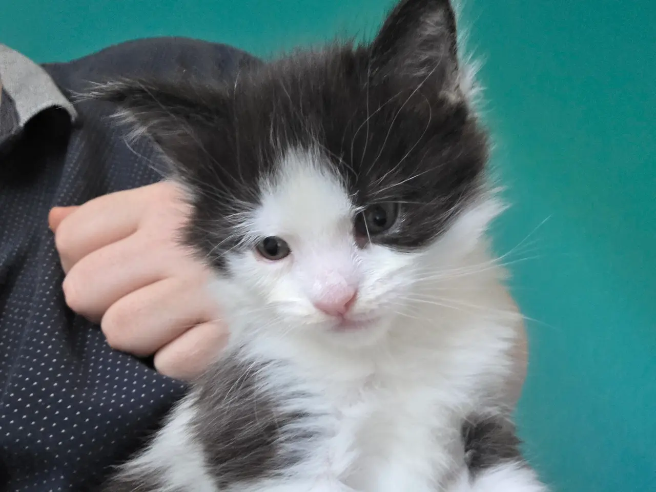 Billede 1 - Maine coon pige 