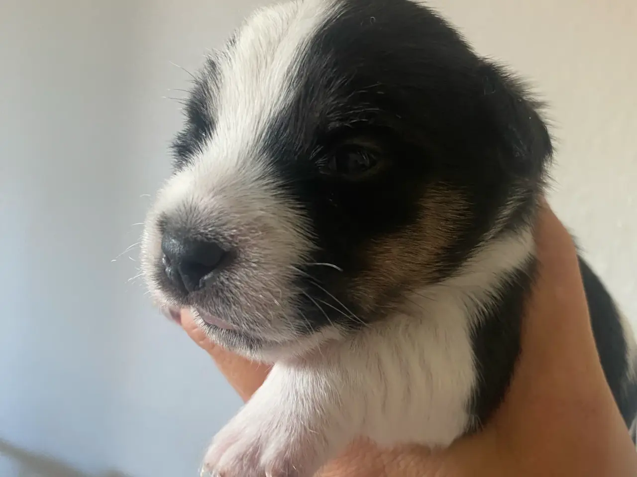 Billede 3 - Jack russel terrier