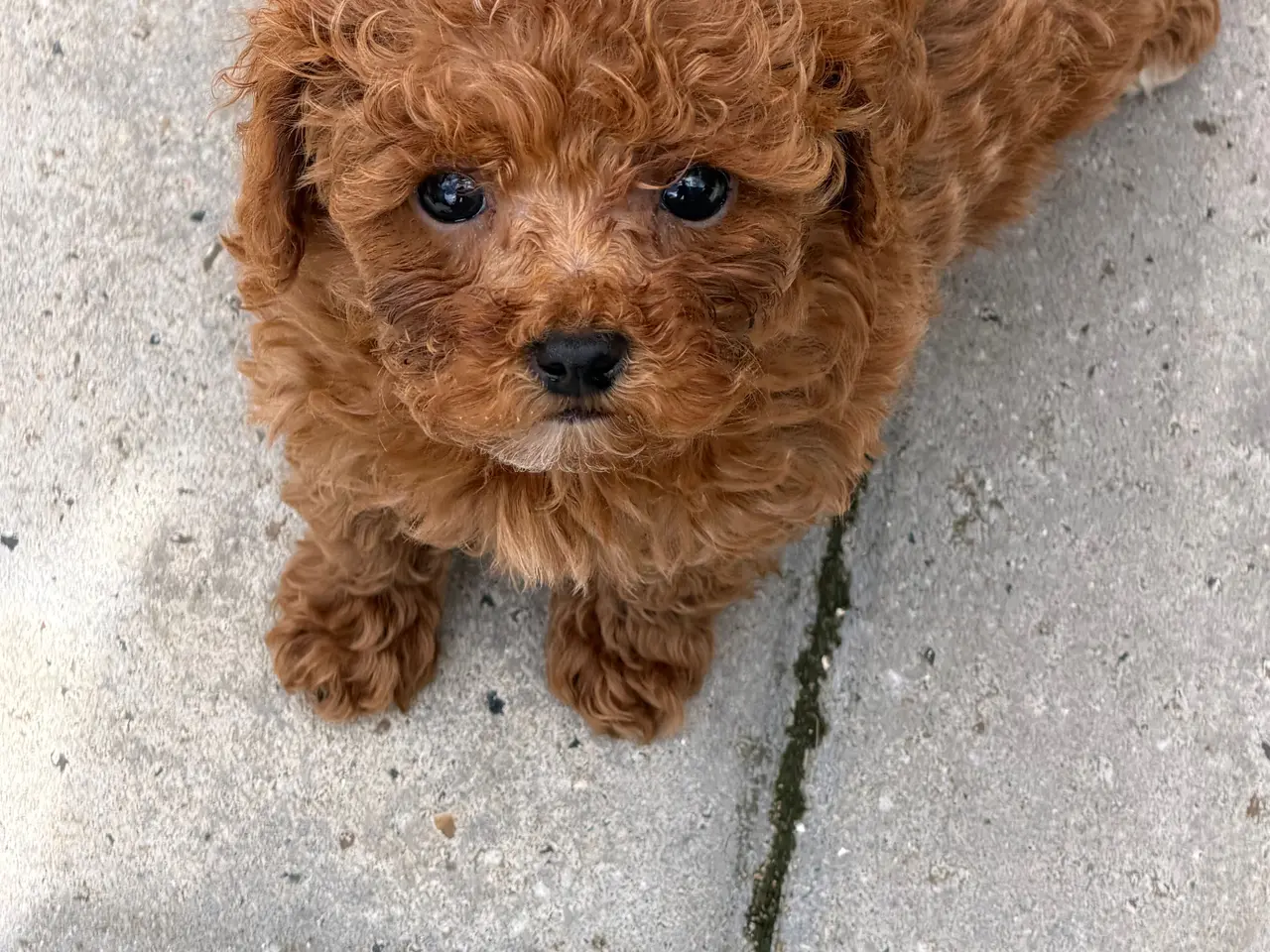 Billede 10 - 🐾✨ Skønne Mini Maltipoo hvalpe klar juli/August