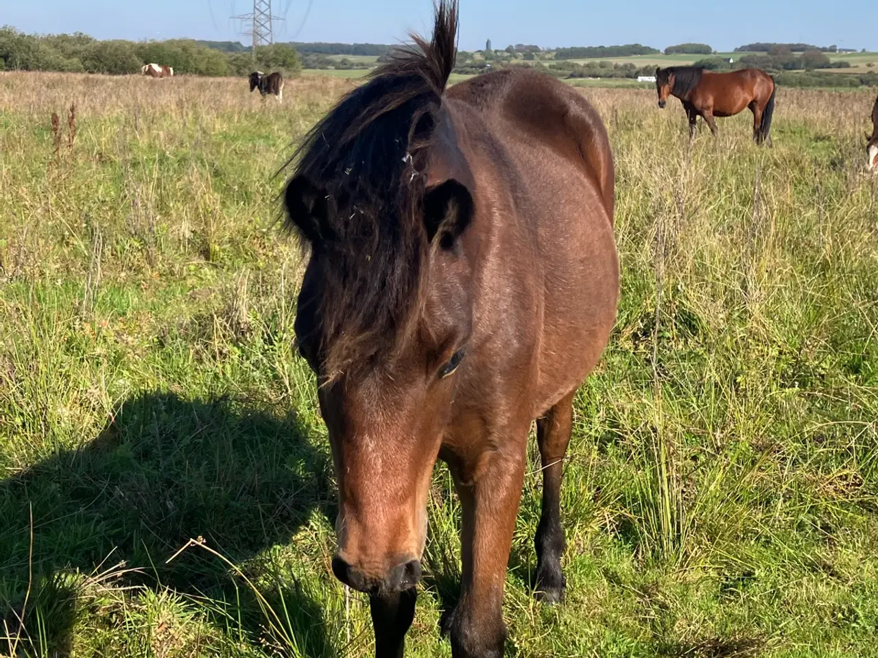 Billede 1 - 1 1/2 års ponyhingst