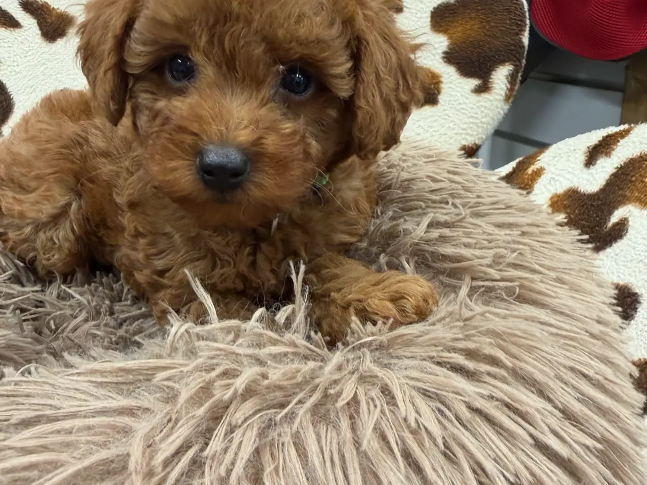 Billede 6 - Skønne mini Maltipoo hvalpe
