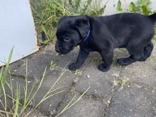Labrador hvalpe 3 piger og en dreng