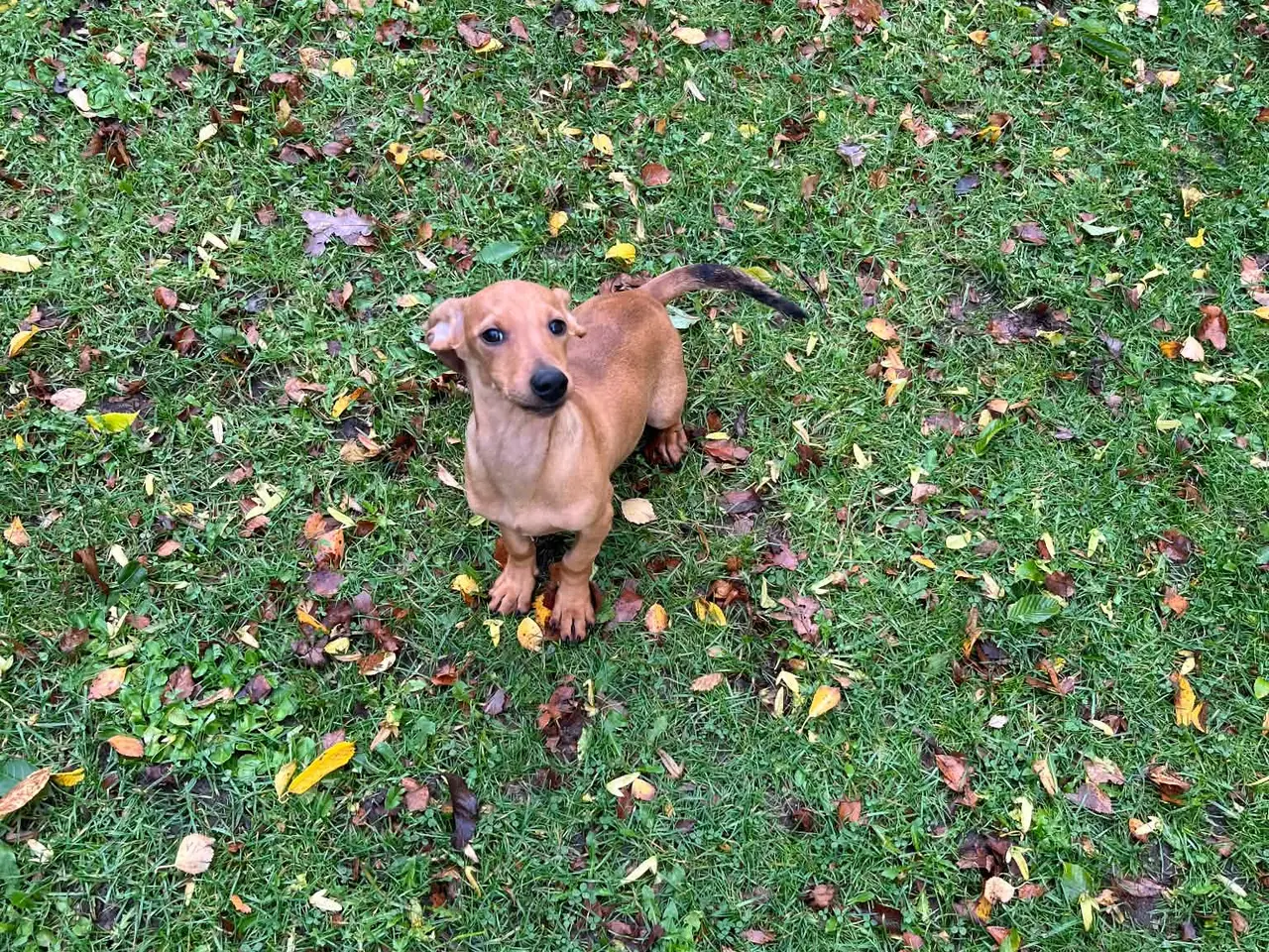 Billede 5 - Flotte korthåret gravhundehvalpe rød og blå merle
