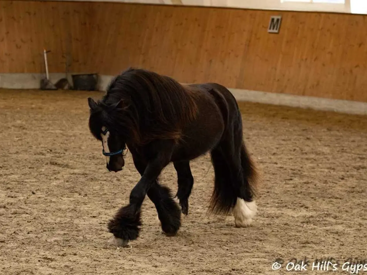 Billede 3 - Tinker/Irish cob vallak