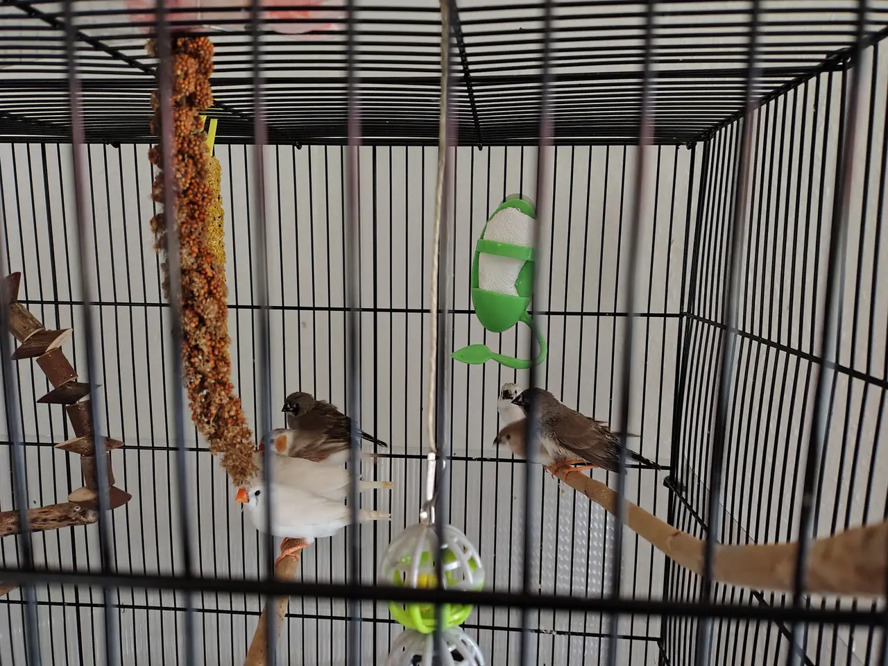 Billede 1 - Zebrafinker