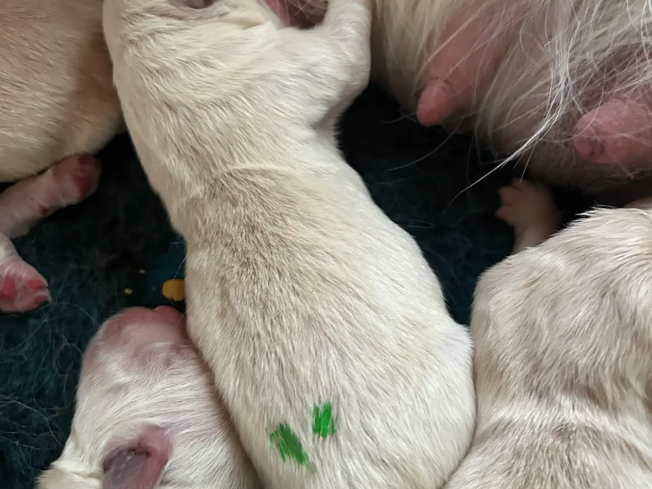Billede 4 - Golden Retriver
