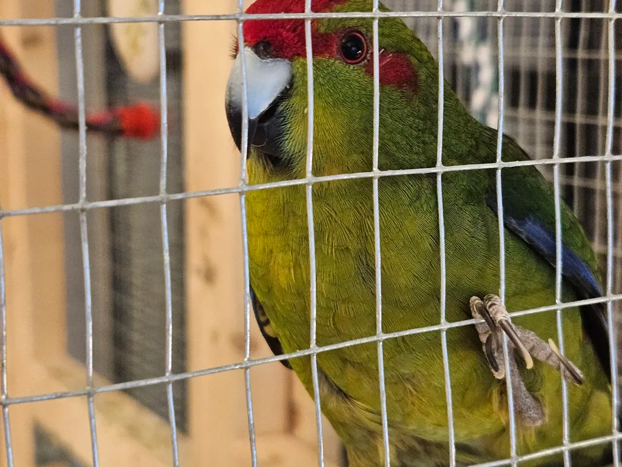 Billede 3 - Parkitter