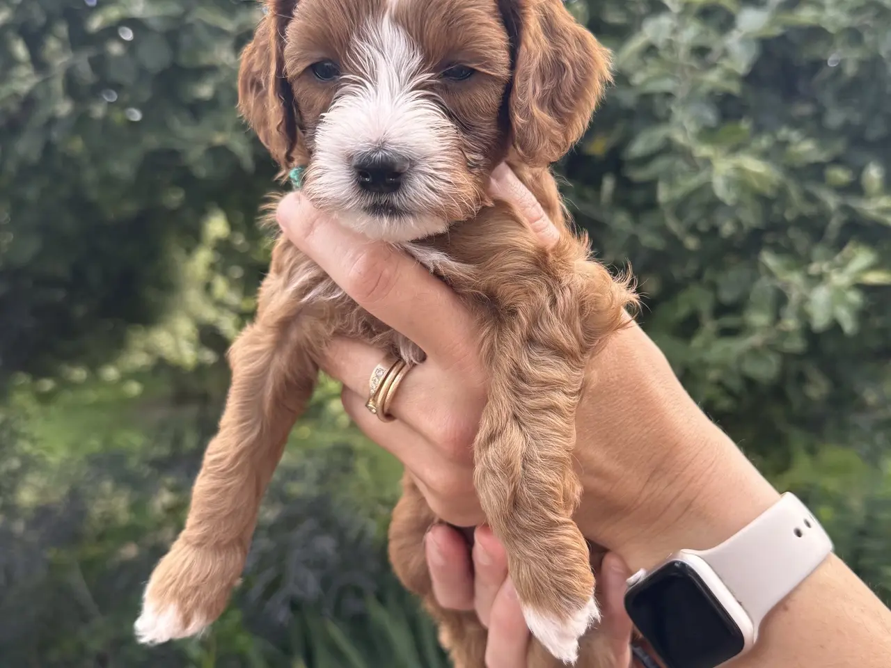 Billede 12 - Maltipoo-hvalpe søger deres familier