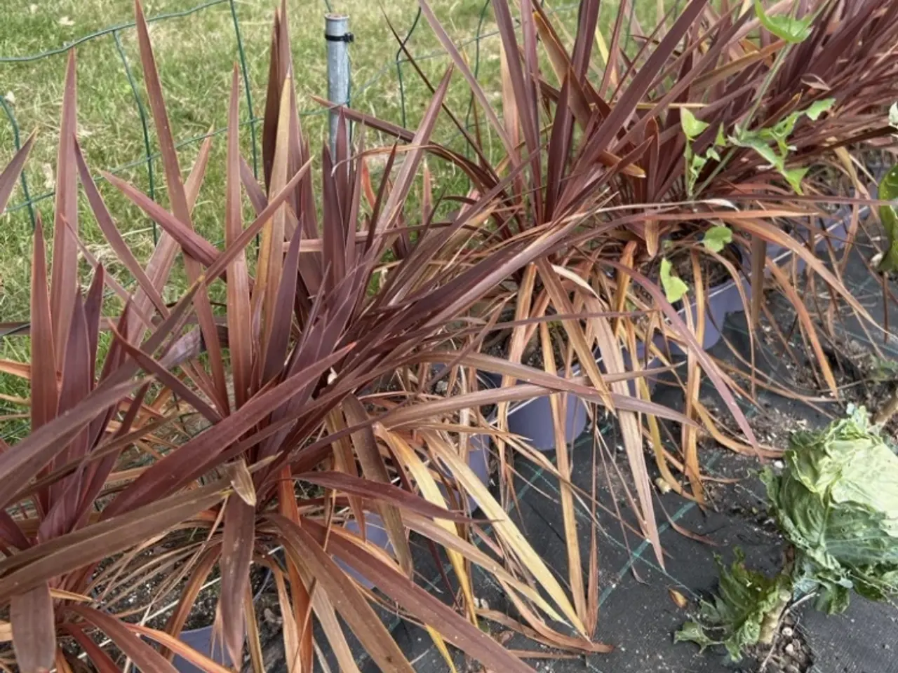 Billede 2 - Planter sælges