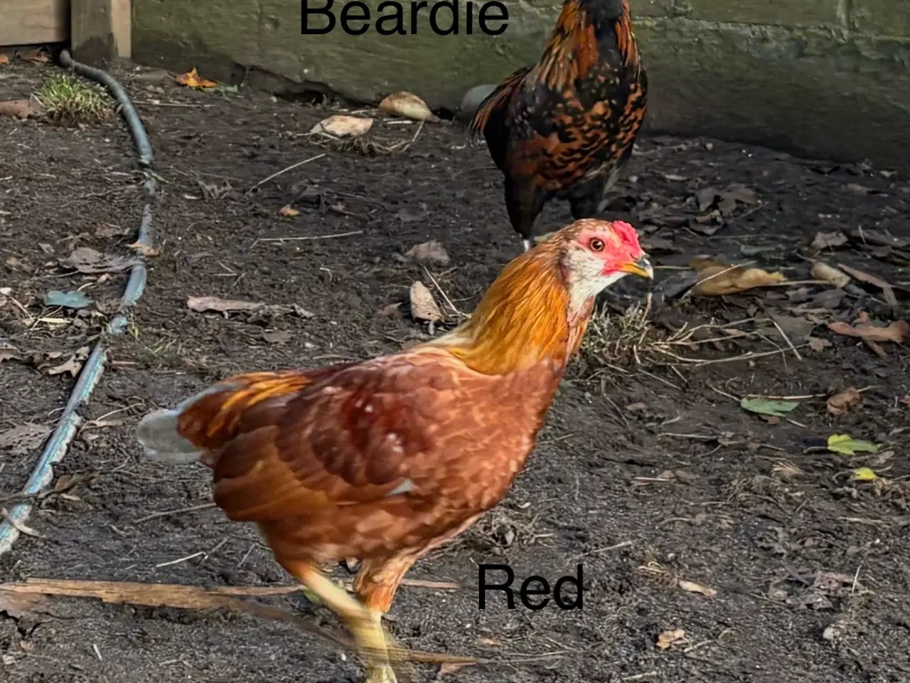 Billede 2 - 3 Young Mixed Breed Roosters