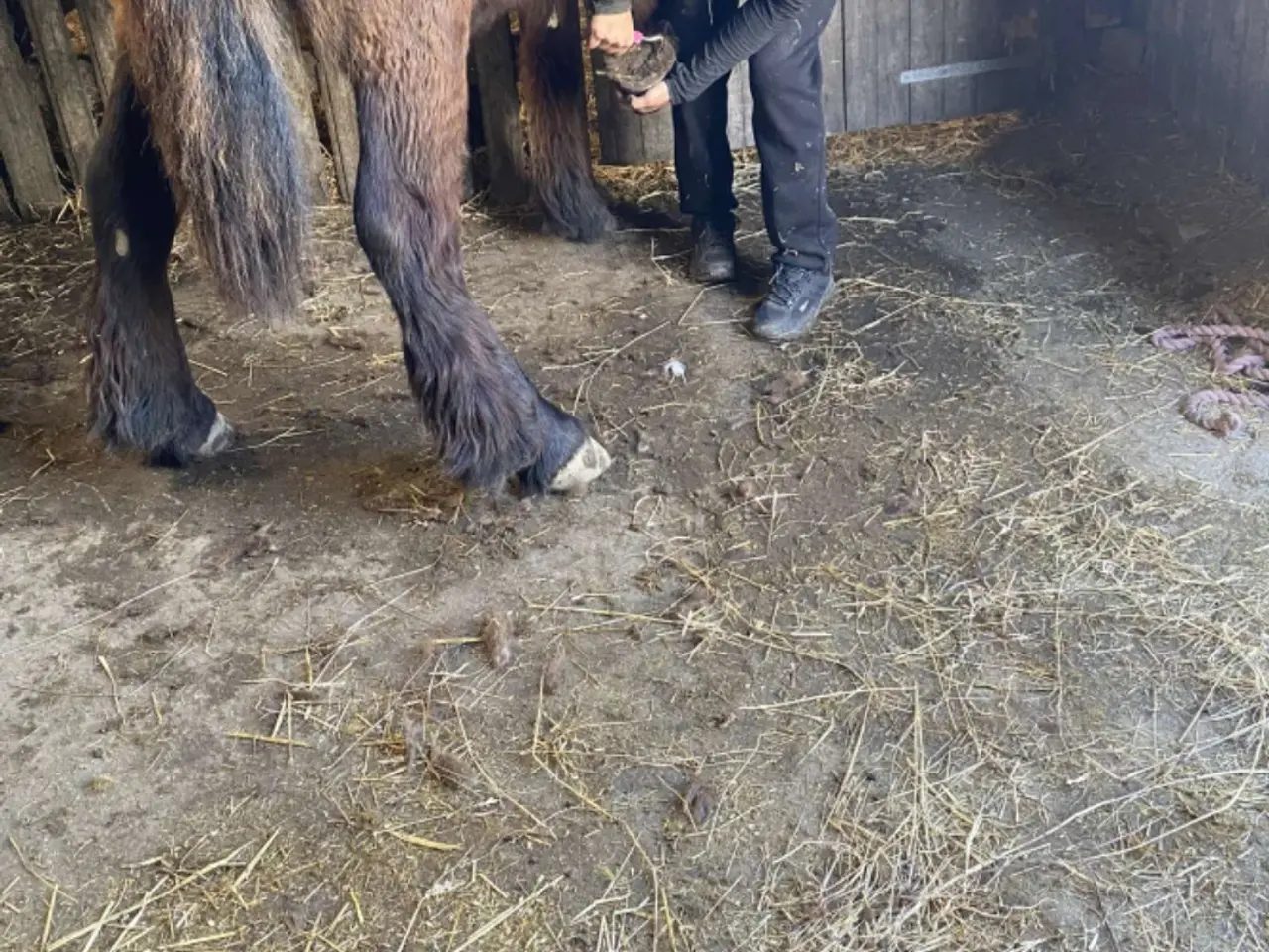 Billede 14 - 2årig Jyskhest hingst sælges