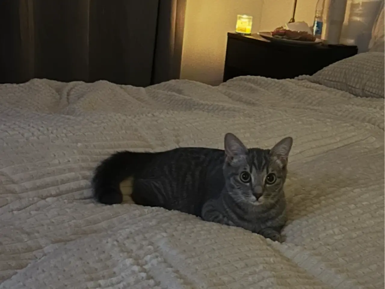 Billede 9 - Ragdoll/huskat dreng