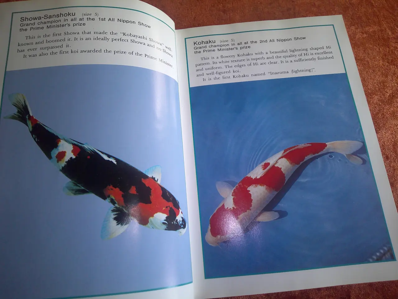 Billede 2 - Manual to Nishikigoi, Takeo Kuroki,