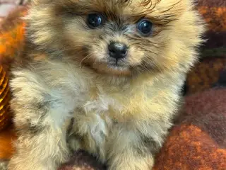 🐾💙 5 SMUKKE POMERANIA-DRENGE 💙🐾 - 5