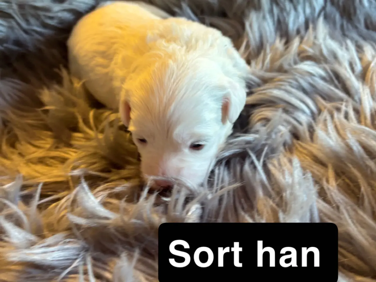 Billede 7 - 🐾Allergivenlige hvalpe søger kærlige hjem🐾