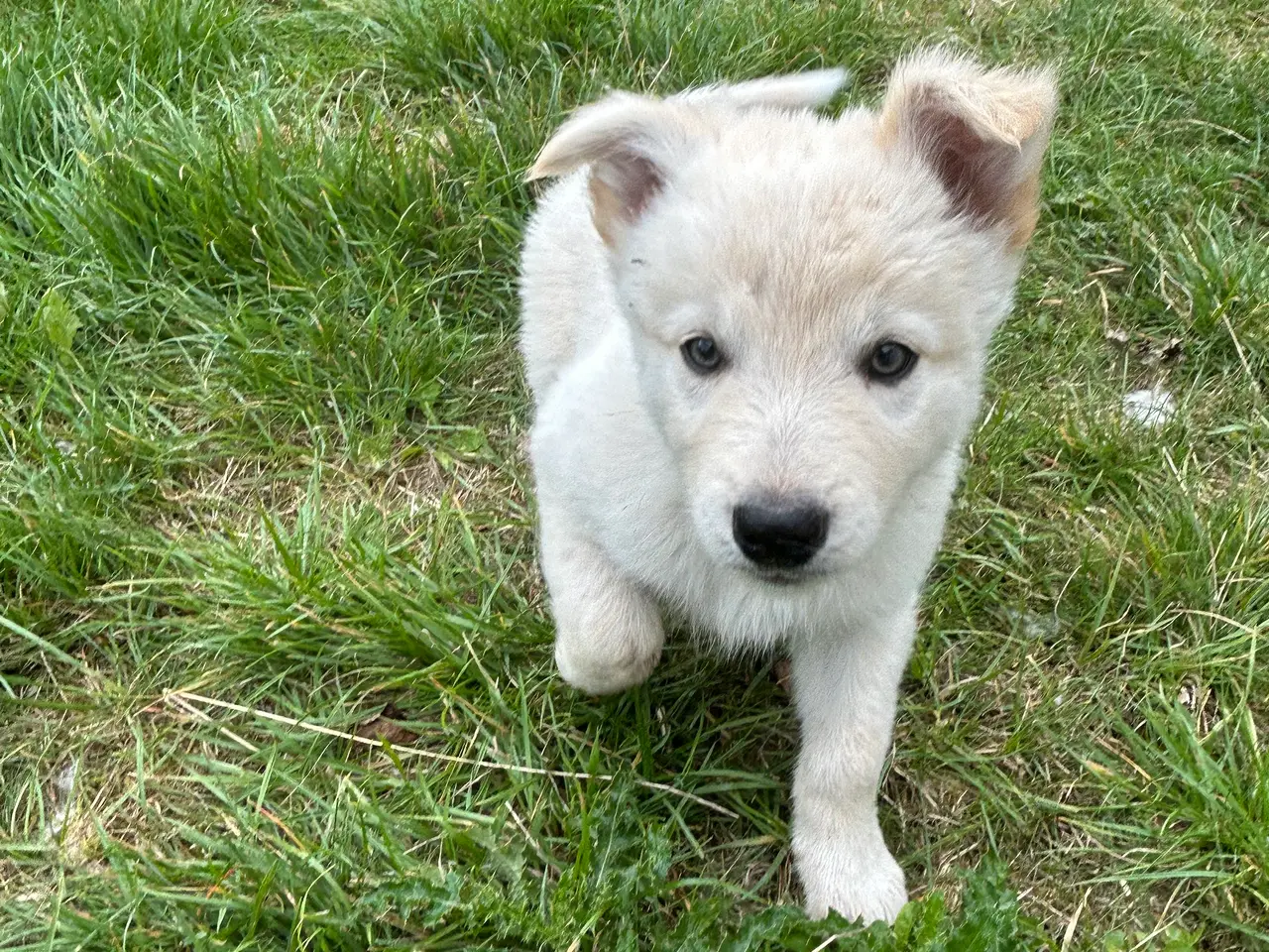 Billede 2 - 🐾 Thorn søger sit nye hjem 🐾