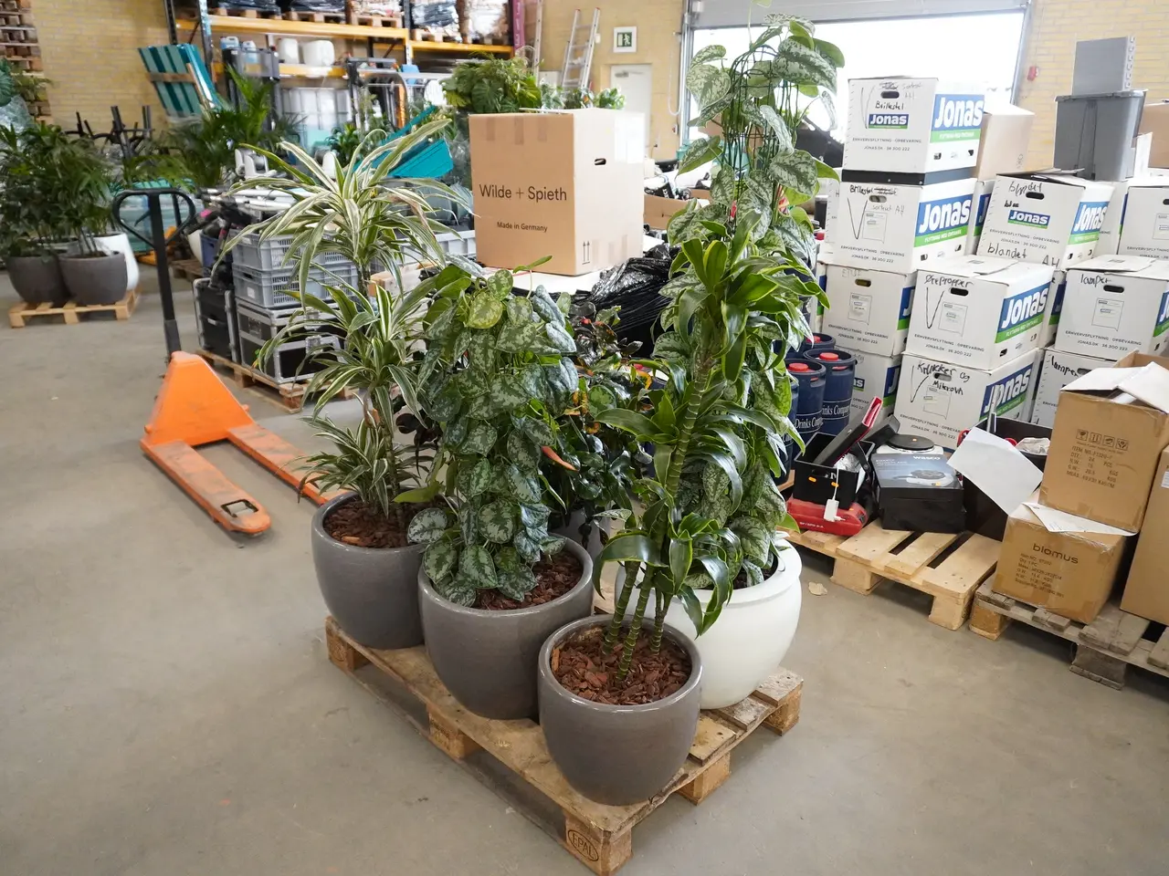 Billede 2 - Palle med div. planter i krukker