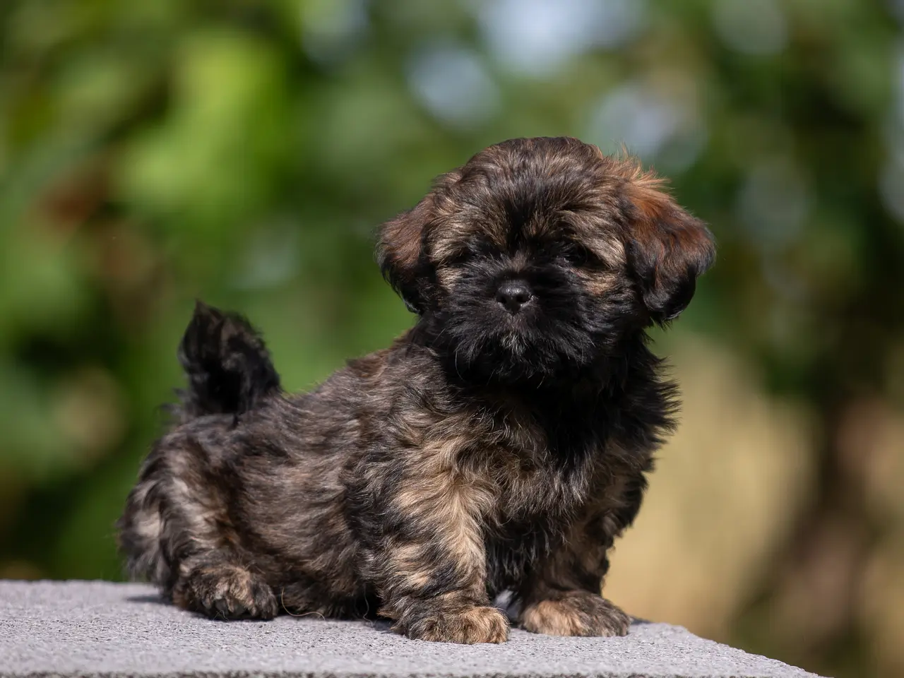 Billede 3 - Lhasa Apso hvalpe med DANSK KENNEL KLUB STAMBOG