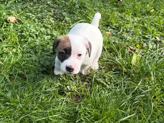 Lækker Pomeranian / Jack Russell Hvalp til salg