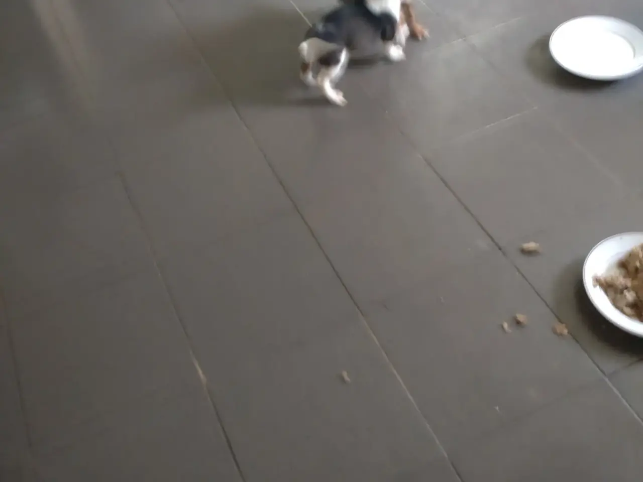 Billede 17 - Dansksvenskgårdhund/ gravhund