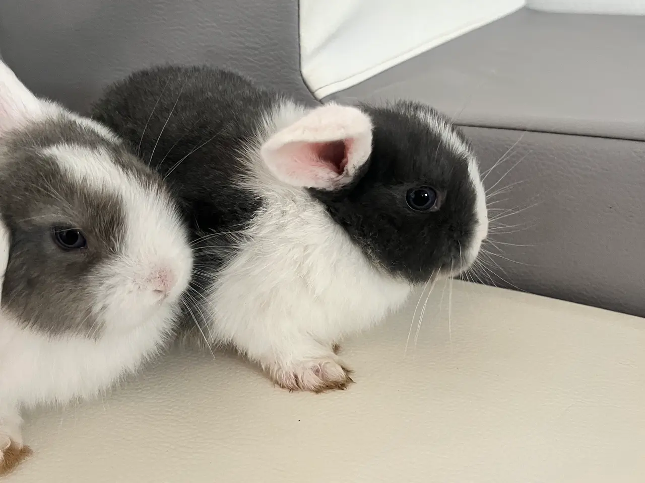 Billede 5 - Minilop kaninunger (2 hunner og 4 hanner).