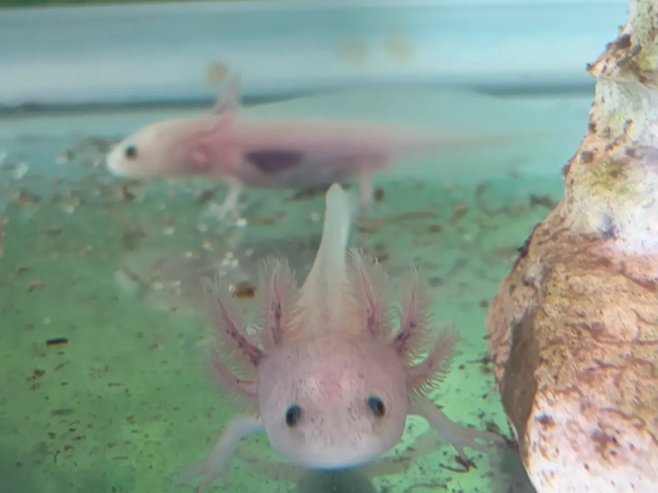 Billede 5 - Axolotl yngel