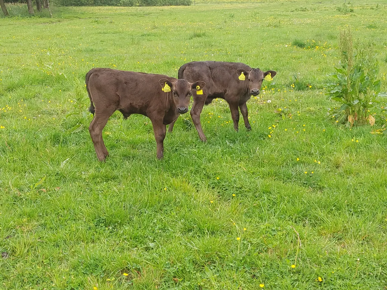 Billede 7 - Wagyu køer med kalve sælges.
