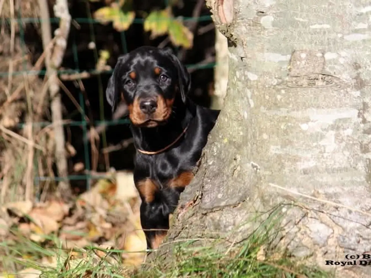 Billede 5 - Dobermann hvalpe i top klasse