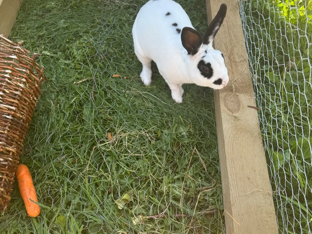 Billede 2 - Mini Rex 