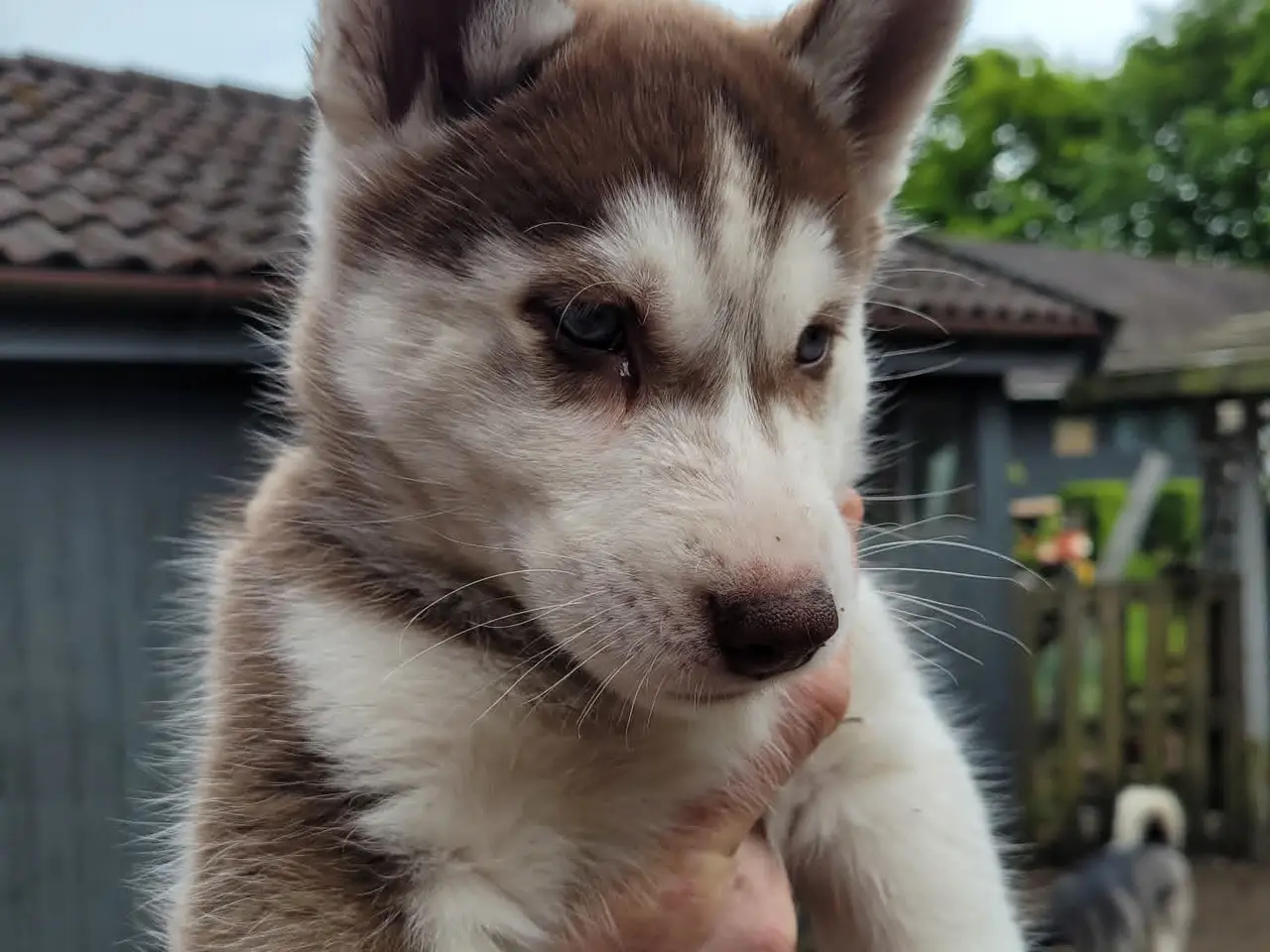 Billede 5 - husky hvalpe