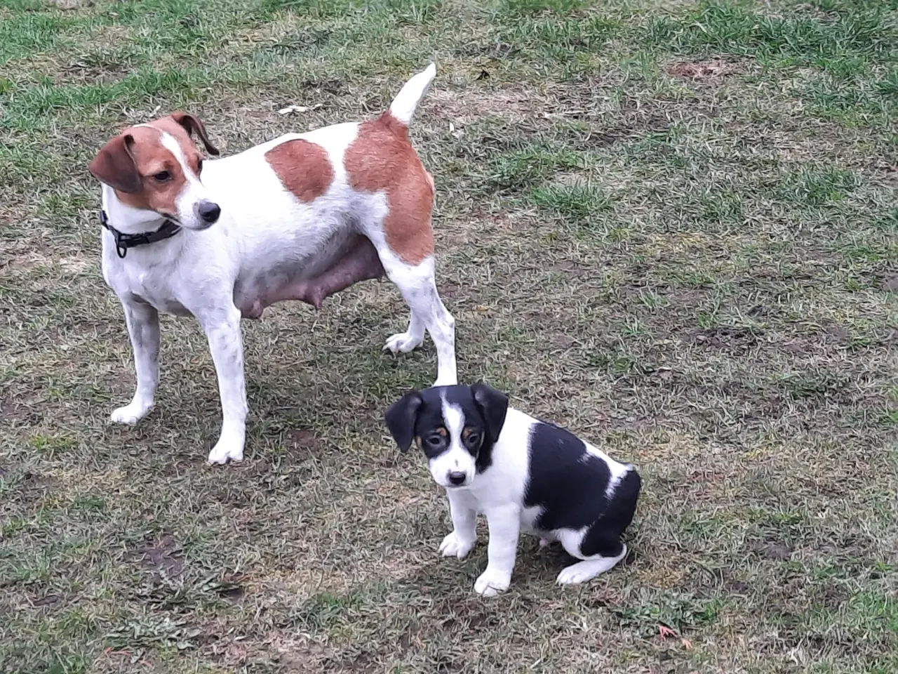 Billede 1 - Dansk/Svensk gårdhund