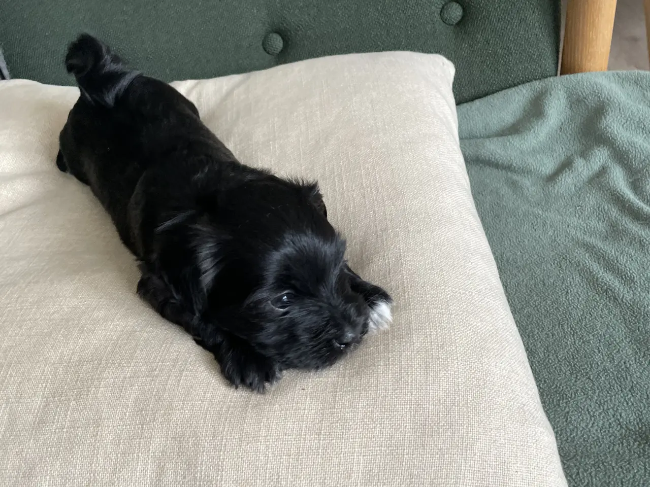 Billede 8 - 🐶SOLGT🐶Hava hvalpe
