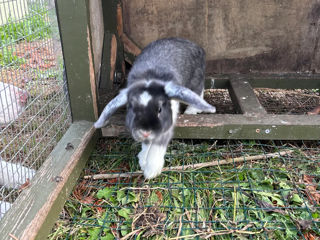 Billede 2 - Mini lop søger nyt hjem 