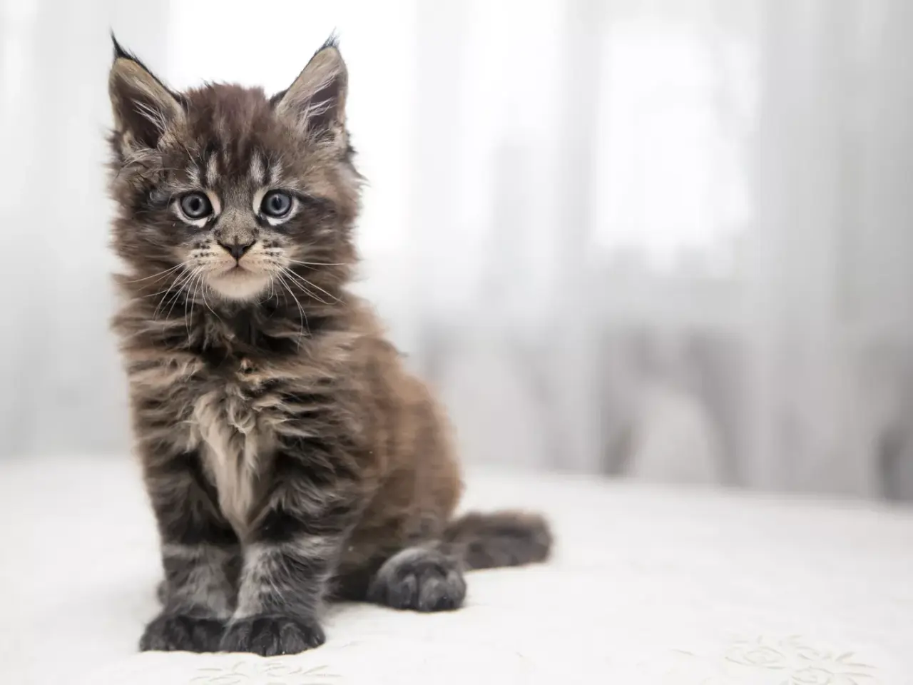 Billede 3 - Søges: Main Coon killing