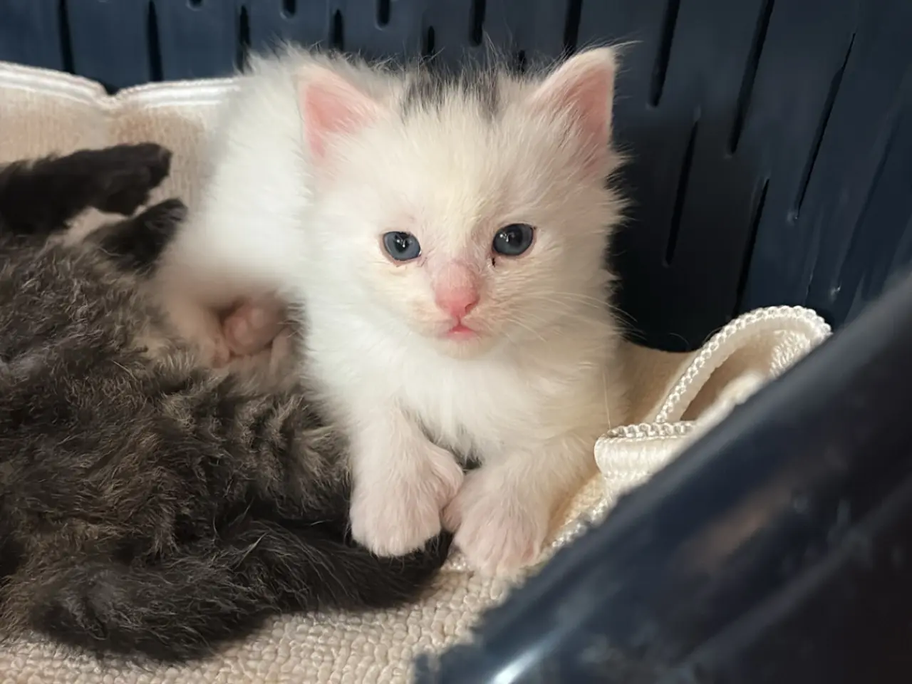 Billede 2 - Meget unikke main coon sælges