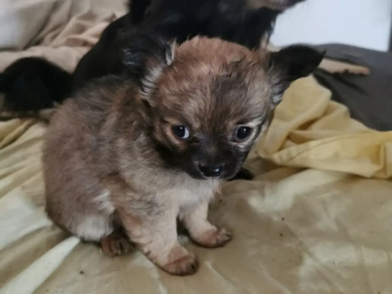 Billede 1 - Langhåret Chihuahua hvalpe tæve
