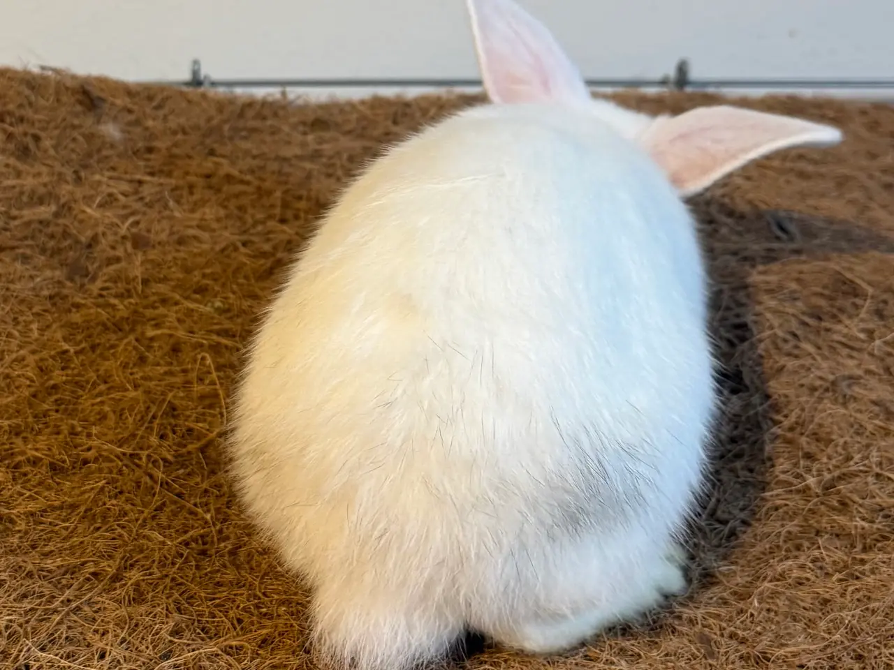 Billede 7 - Sød kaninpige søger nyt hjem 🐰❤️