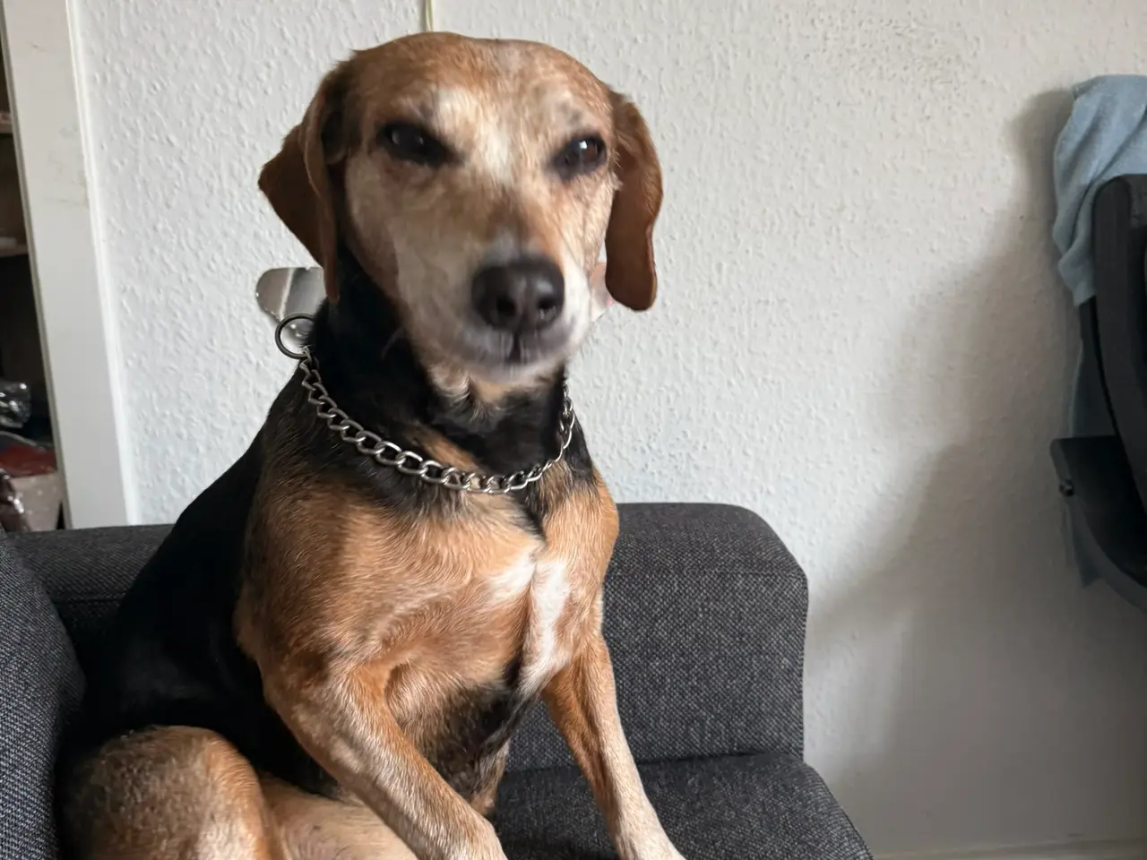 Billede 2 - Kærlig senior hund