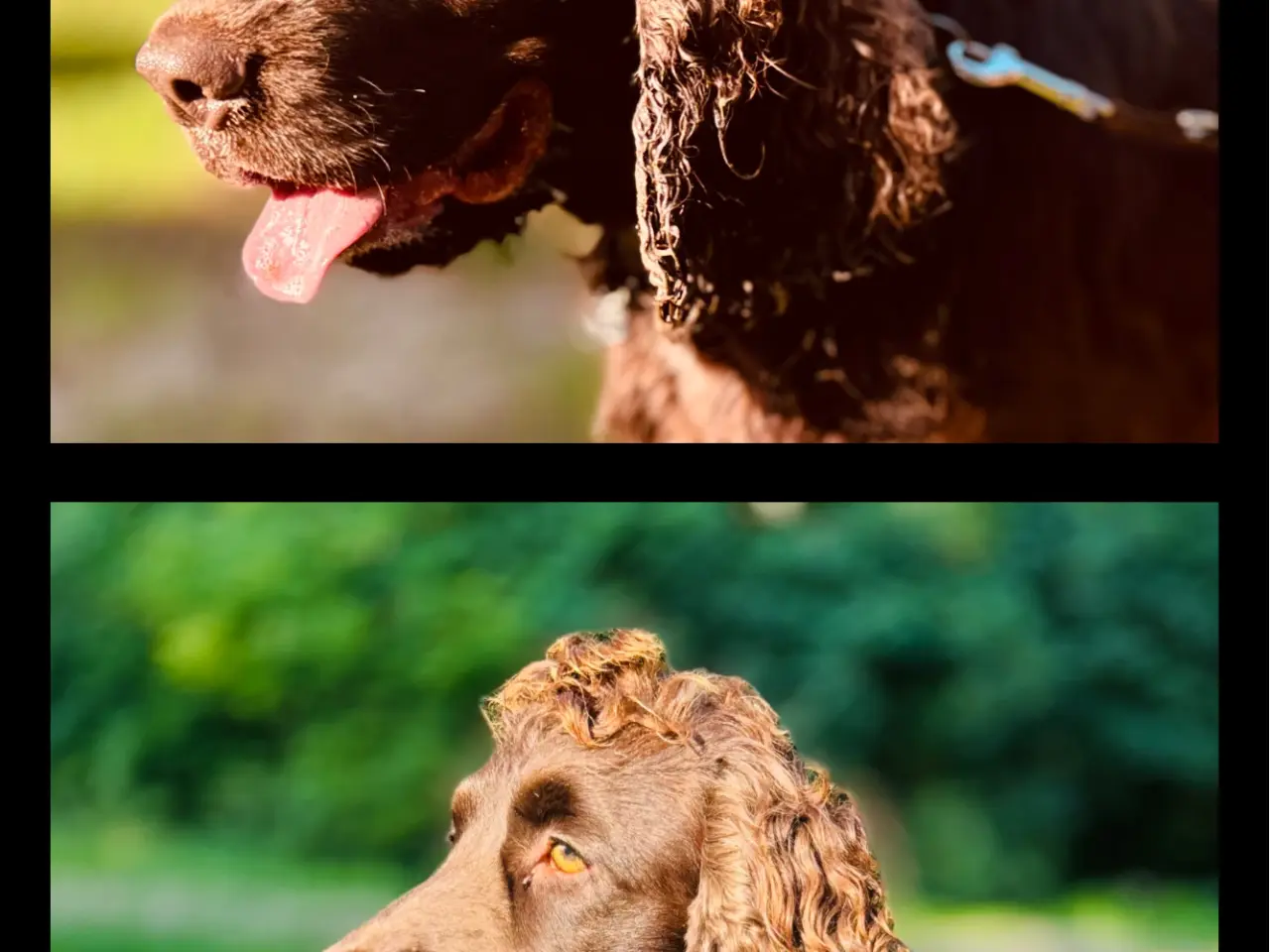 Billede 1 - 2 Avlshanner Ikke til salg Engelsk Cocker spaniel