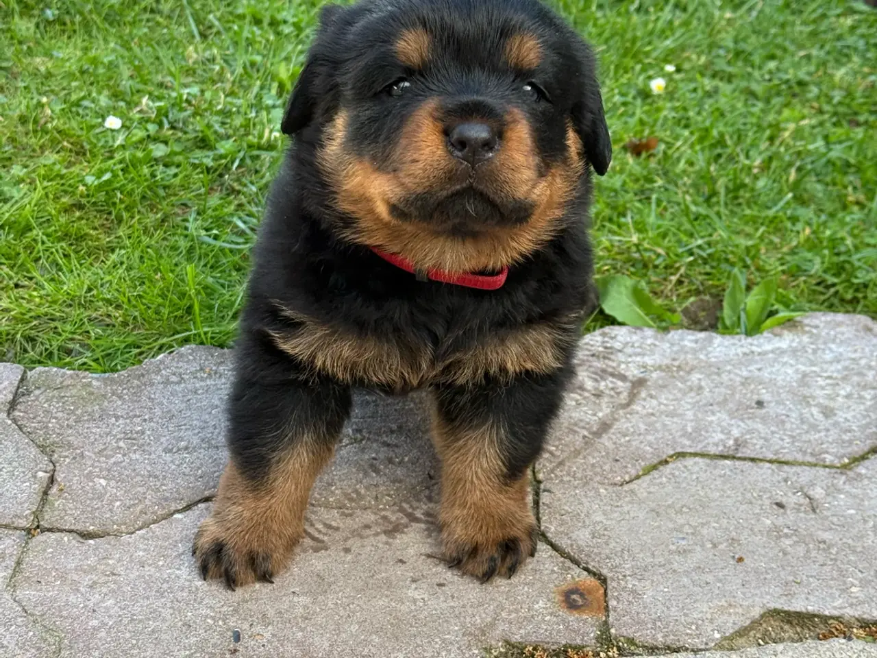 Billede 1 - 7 store rottweiler hvalpe 