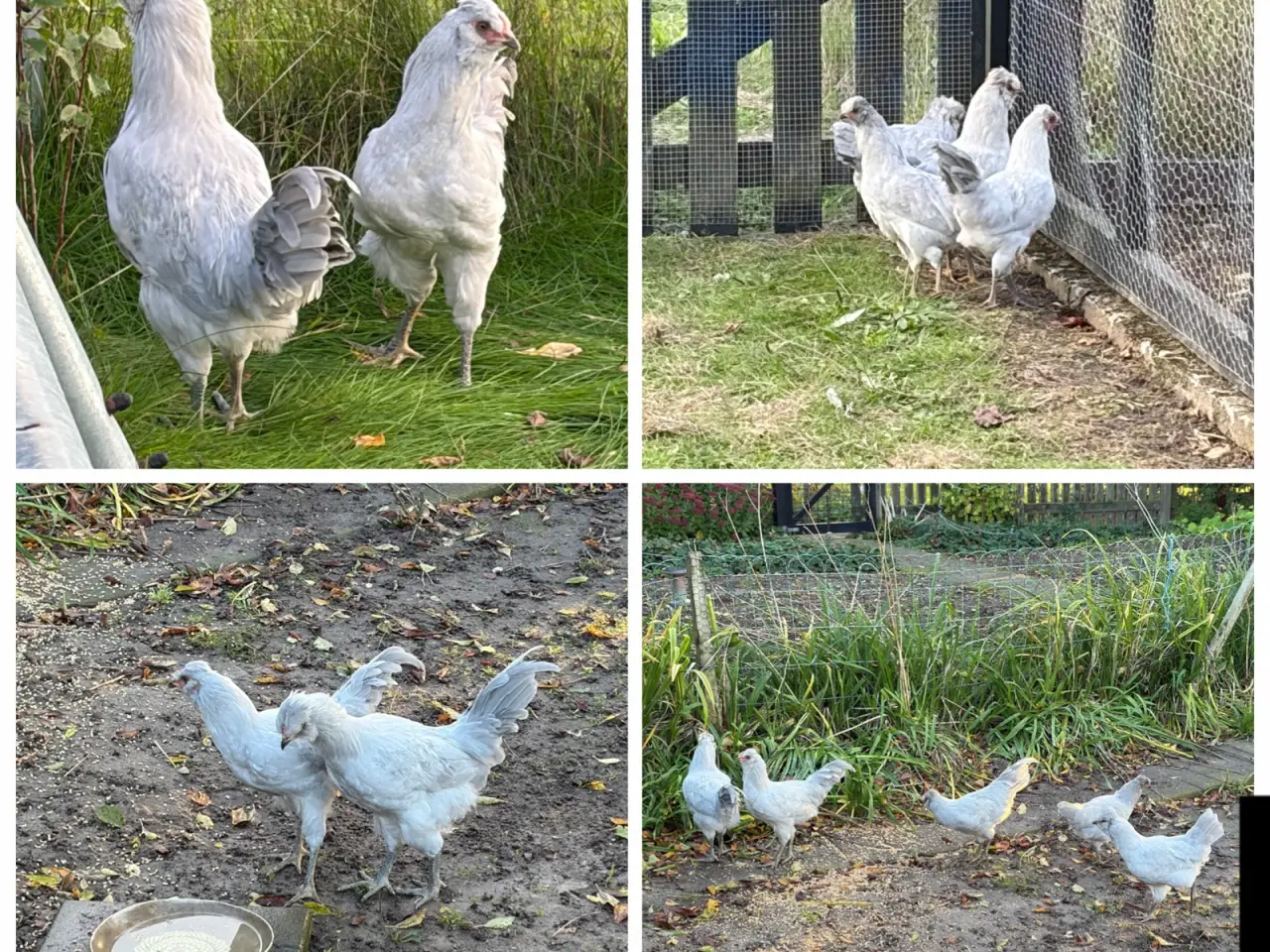 Billede 1 - Engelsk Araucana hanekyllinger