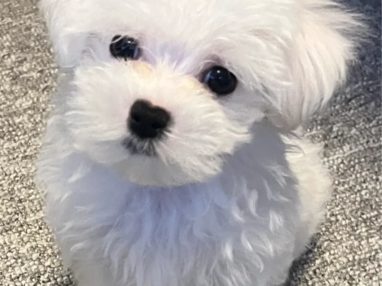 Billede 1 - 🐶❤️ Vi søger en hanhund/hvalp ❤️🐶
