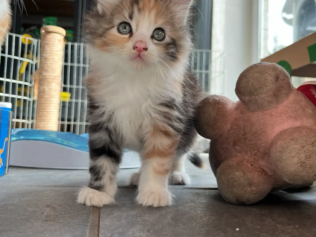 Billede 19 - Maine Coon blandinger 