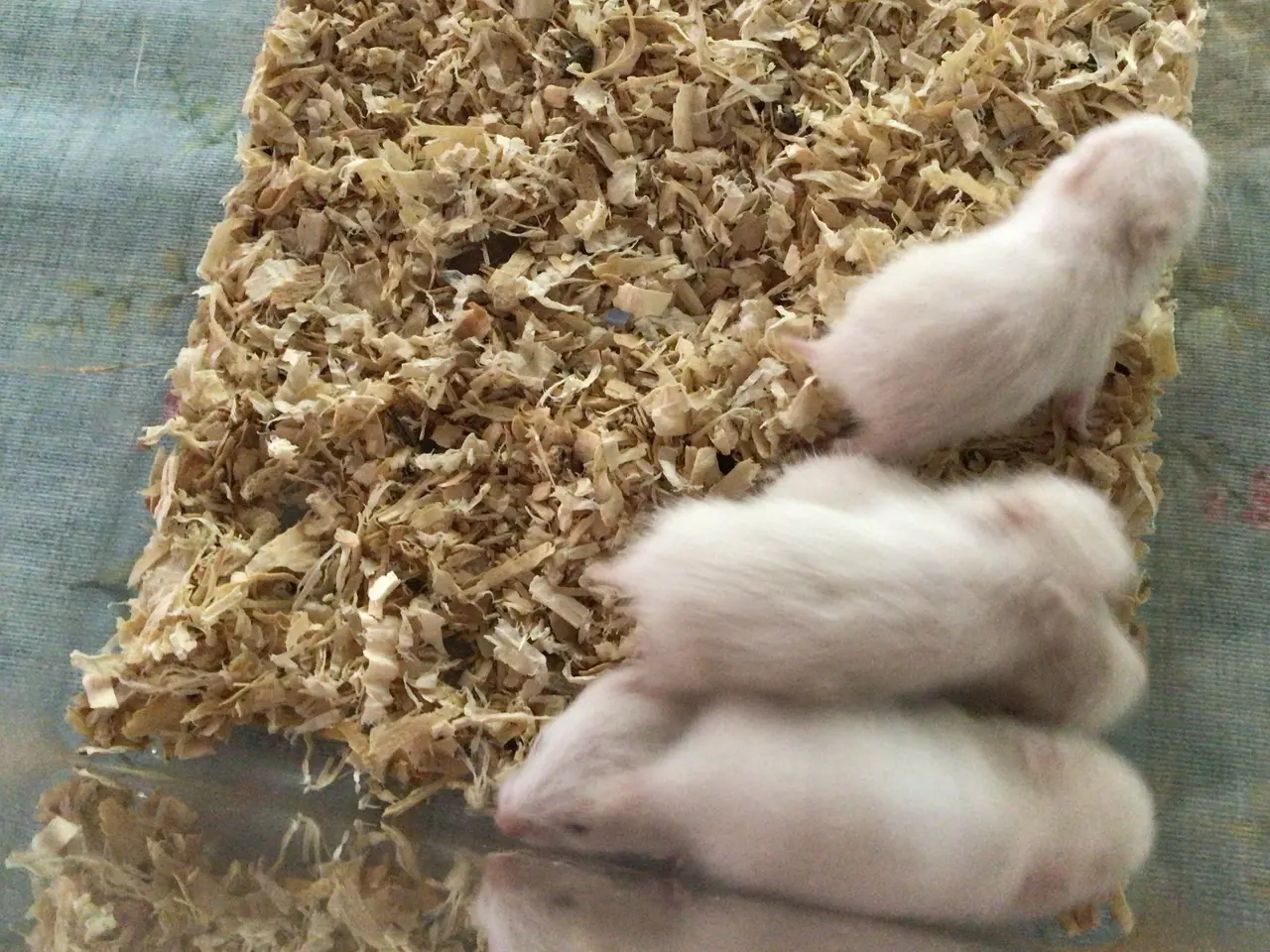 Billede 3 - Guldhamster unger