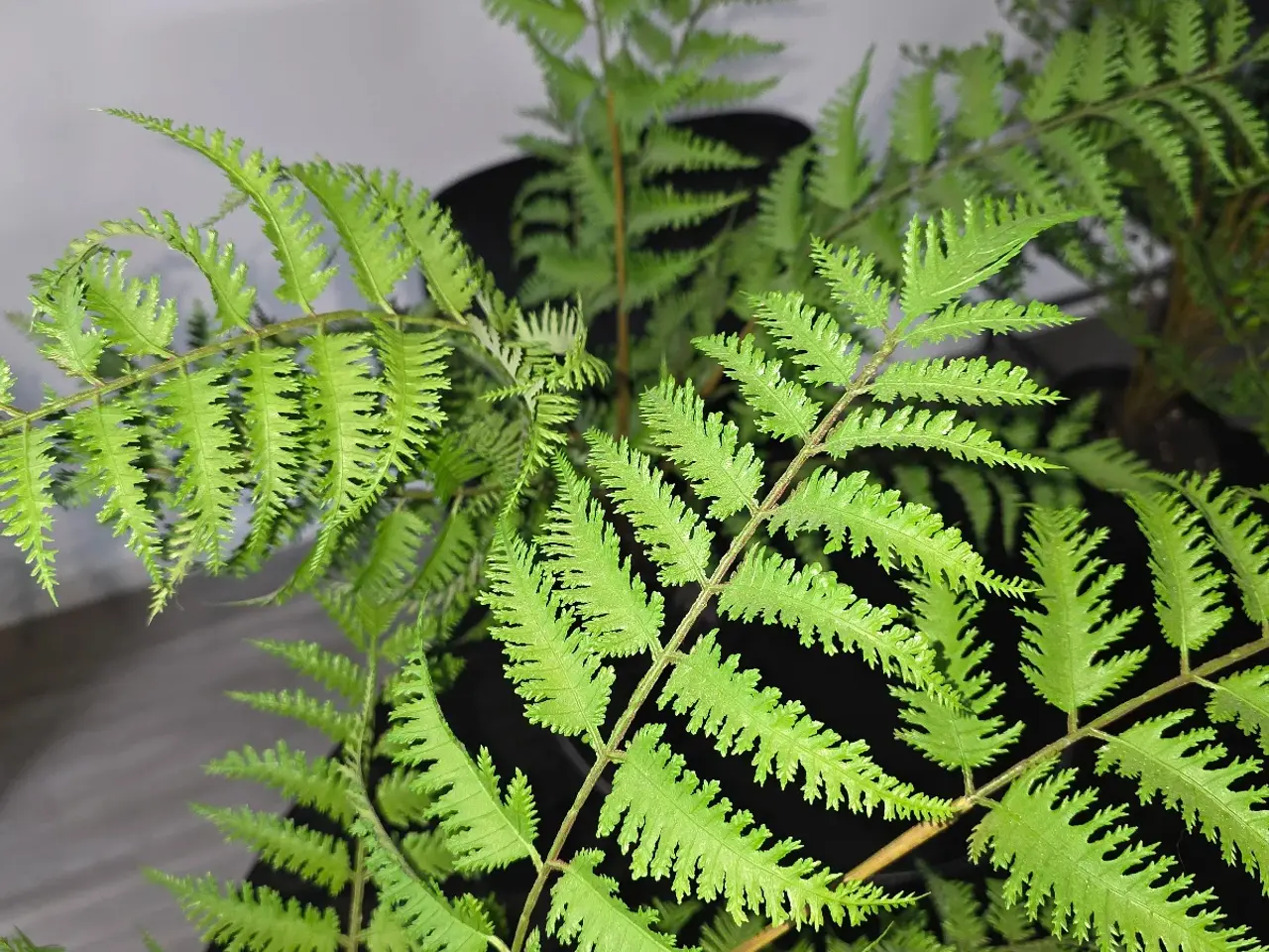 Billede 5 - Smukke kunstige planter