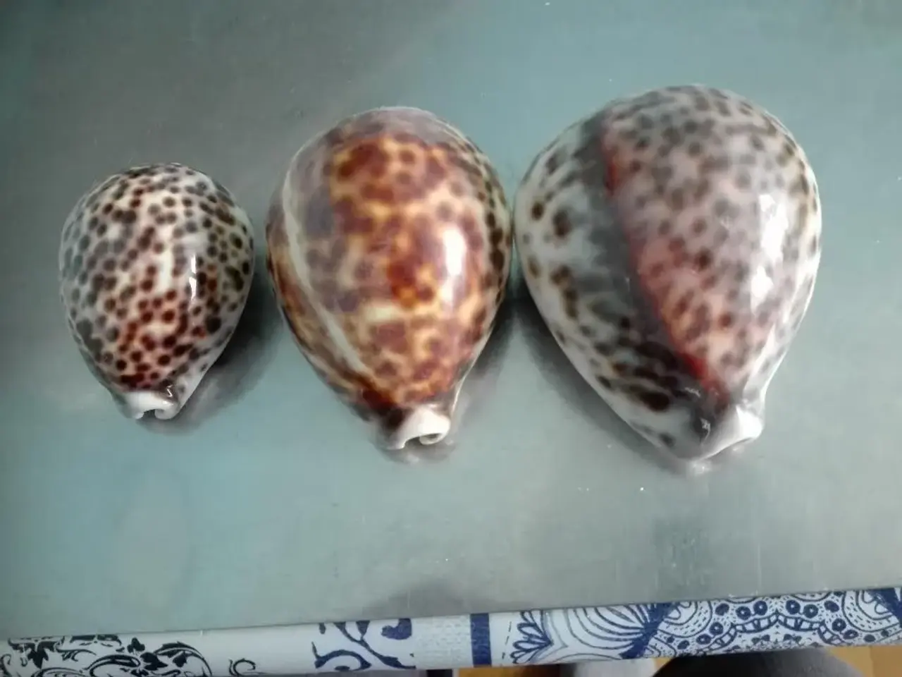 Billede 2 - Konkylier ( Tiger Cowrie ) , 3 stk