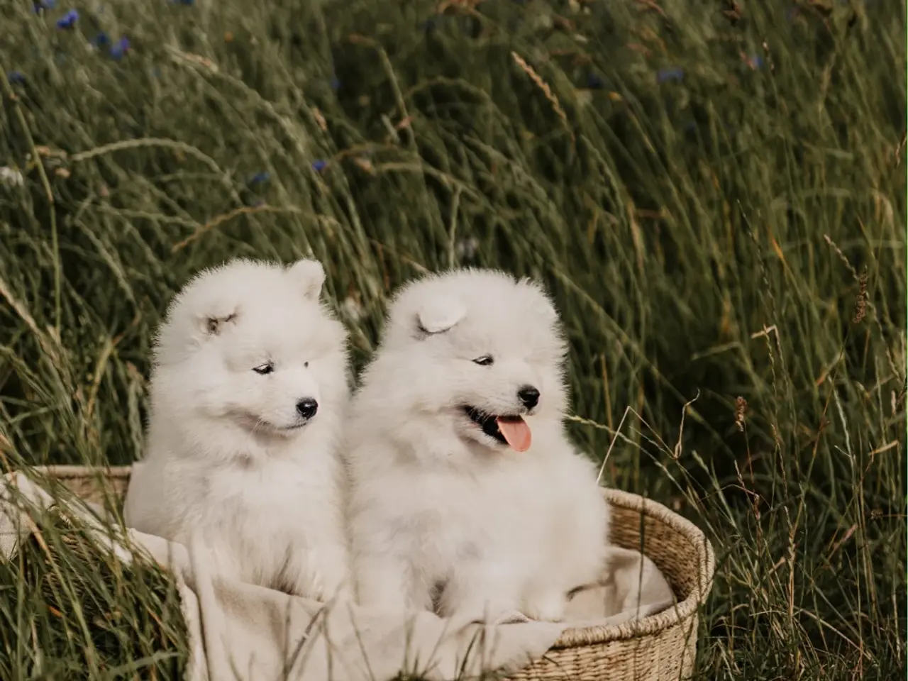 Billede 8 - Samojed-hvalpe fra anerkendt FCI-kennel 