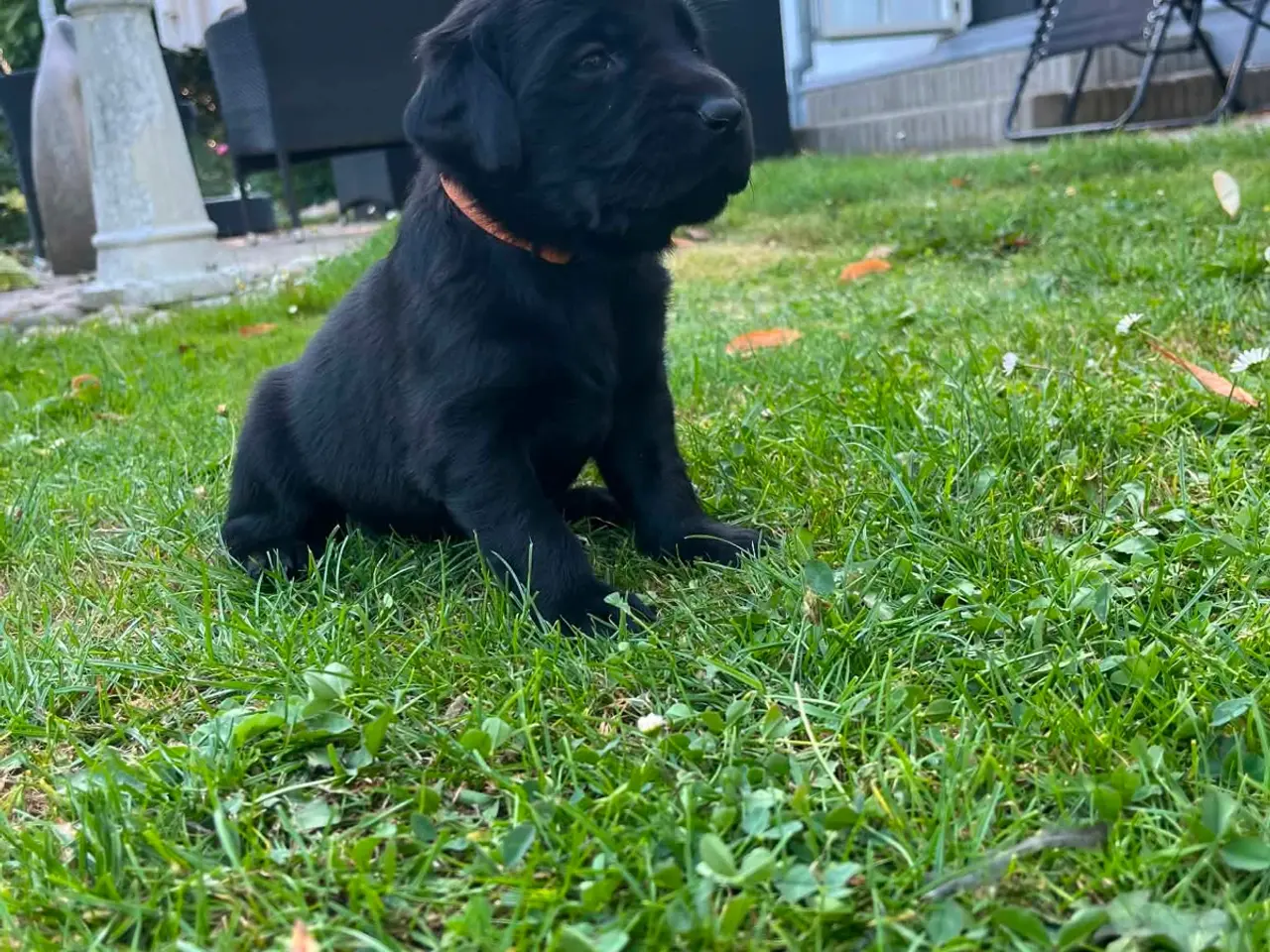 Billede 5 - Labrador hvalpe